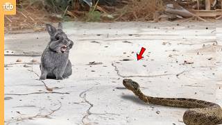 When a Snake Came Very Close to Rabbit...It Paid Heavy Price!