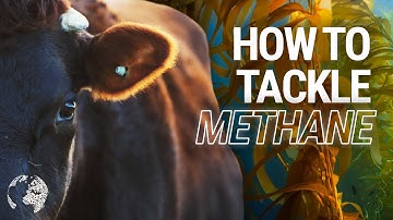 Why We MUST Reduce Methane Emissions From Livestock 🐄🐑 | @EarthshotPrize