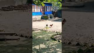 কি একটা অবস্থা 🥰🥰🥰#shorts #shortvideo #foryou #actv