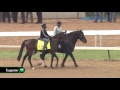 Exaggerator gallops 5.4