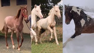 Beautiful Tenneesee Walking Horses Compilation