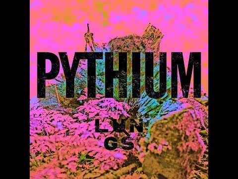 The Lungs - Pythium (Roots Rotten) Lyric Video