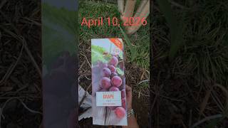 it's alive - #Grapes Zone 8a 😍 Subscribe ☺️ 6/9/2026 @ HOME 🥰 #woanderer 😉