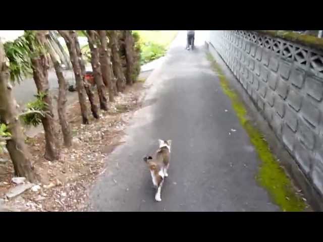 ばあちゃんの散歩の後を付いてくる猫前半