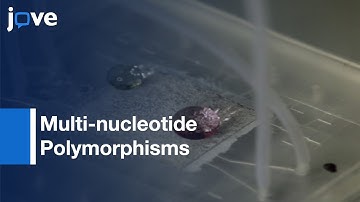 Colorimetric Detection of MNVs on a Pneumatic Droplet | Protocol Preview