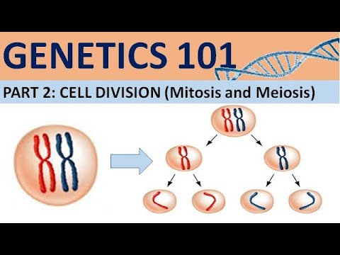 GENETICS 101 (Part 2): Cell Division | Mitosis and Meiosis| CXC Biology Tutor