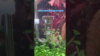 How to clean Co2 diffuser 🐠 #aquraium #fishtank #fish #aquascape #landen #co2 #cleaning #shrimp