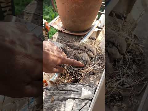 Two little doves