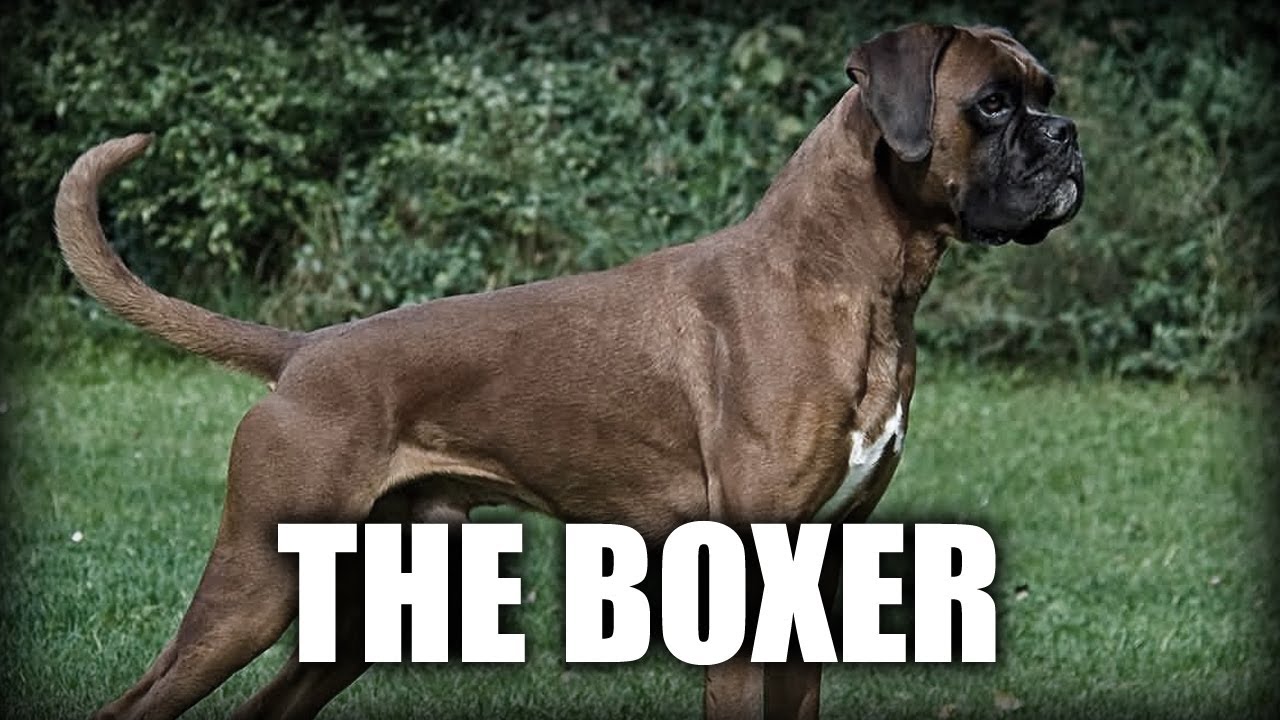 THE BOXER DOG - A QUICK LOOK AT THE HISTORY AND BREED STANDARD