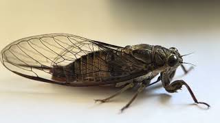 Download Lagu Silver Princess Cicada Macro (Yoyetta celis) (2023-09-18) MP3