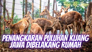 PENANGKARAN PULUHAN KIJANG JAWA DIBELAKANG RUMAH - Kijang Jawa - Breeding  the Deers at home