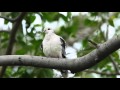 2015-12-18植物園白化金背鳩