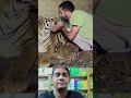 বাঘের মুখে চুমু দিল #shortsviral #tiger #shorts #shortvideos