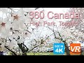 Catching the last Sakura (花見,) in High Park, Toronto [360 4K VR]