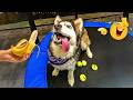 You Will Die Laughing At These Animals 😹🐶 The Funniest Cat & Dog Moments Compilation 🐾