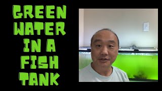Green Water in a Fish Tank screenshot 2