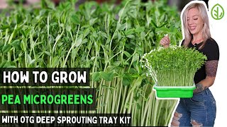 How to Grow Pea Microgreens at Home with Deep Sprouting Tray Kit | Quick and Easy Guide | Soilless