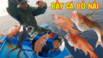 CÂU TAY 4_Hấp Dẫn Các Cần Thủ Thi Nhau Kéo Cá Đỏ Nái Khủng Ở Điểm Rạng Lâu Năm