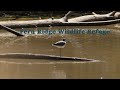 Fern Ridge Wildlife Refuge - Eugene, Oregon   August 2020