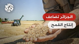 الرئيس الجزائري يدعو لمضاعفة إنتاج القمح والوصول إلى الاكتفاء الذاتي