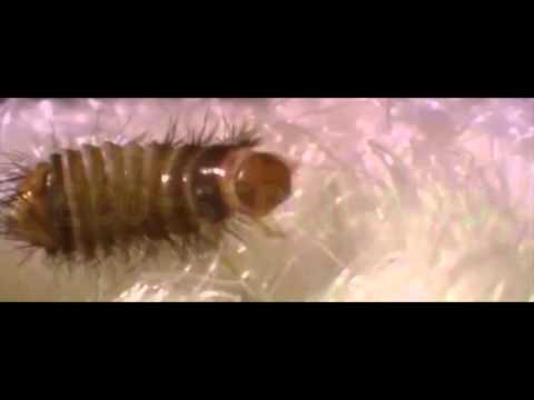 Видео: Опасны ли жуки-кожееды?