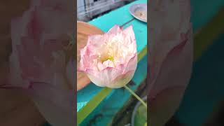 akhila Lotus lotus lotusflower viral waterlily nature shorts short padma shortvideo share