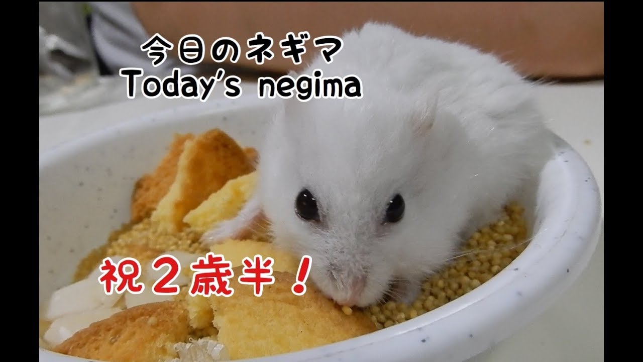 今日のネギマ ジャンガリアンハムスター パールホワイト 2歳半になりました 祝いです 子犬 子猫やかわいい小動物の癒し動画まとめ 今日のネギマ ジャンガリアンハムスター パールホワイト 2歳半になりました 祝いです 子犬 子猫やかわいい小動物の癒し動画まとめ
