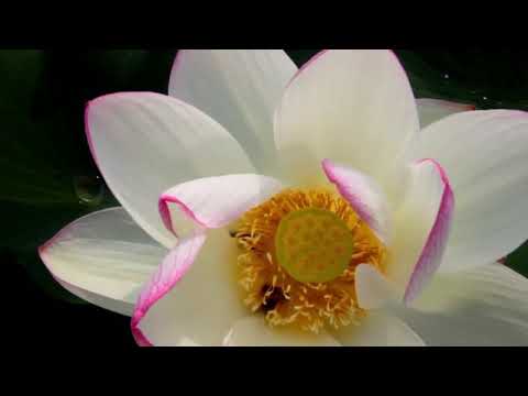 Video: Yaponiyanın bitki və heyvanları