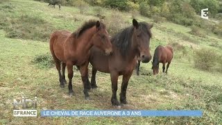 ANIMAUX & NATURE : Le cheval de race Auvergne à 3 ans