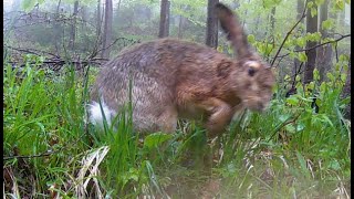 Seasonal Journey - Rabbits during the year | Wild life | Trail camera | by Nature At My Doorstep 375 views 1 month ago 3 minutes, 14 seconds