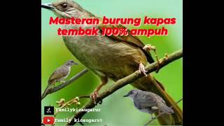 Masteran Burung Kapas Tembak Gacor dan Jernih, Pilihan para juri