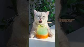 Chewy Boba Tea✨ & Refreshing Orange Soda🍹 #Catsofyoutube #Tiktok
