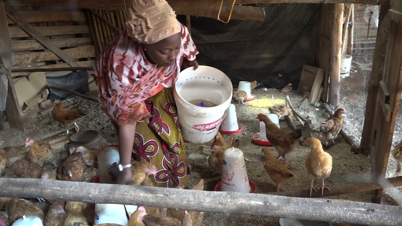 Umupfashoni w'i Karusi Vanessa yorora inkoko zishika ku 240 aratwereke ingene ubworozi bwazo bugenda