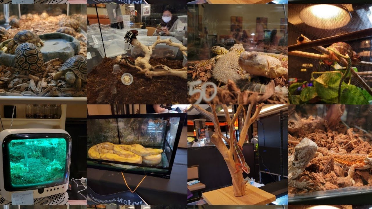 Reptilian Nation Expo Las Vegas 2021 - YouTube