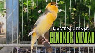 Pancingan Kenari GACOR panjang untuk Masteran Kenari PAUD & agar Kenari diam agar bunyi & gacor!