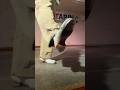 【タップダンスで】 #love / 小林桂#タップダンス #ダンス #dance #jazz #reels #shorts #踊ってみた #tapdance #step