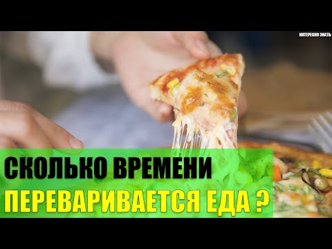 Сколько времени переваривается съеденная еда?