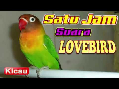 suara-masteran-burung-kenari-gacor-masteran-kenari-durasi-panjang-full-isian