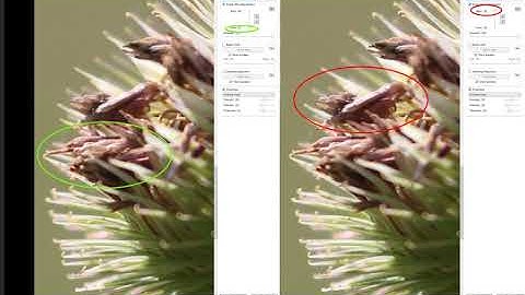 Canon R5 - Dual Pixel RAW test