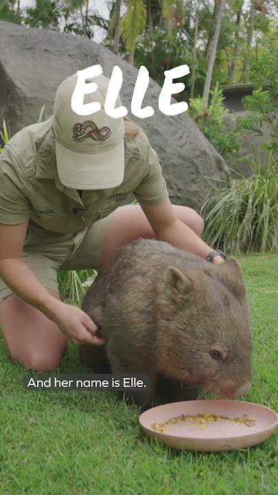 Meet our wombats - International Wombat Day