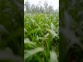 इस गांव की अनपढ़ मिट्टी#farming #agriculturel #nature