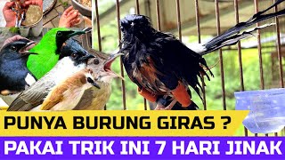 Cuma Pakai Cara Sederhana Burung Super Giras 7 Hari Langsung Jinak