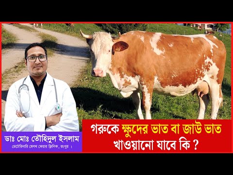 ভিডিও: চীন অলিম্পিকে আধিপত্য কেন?