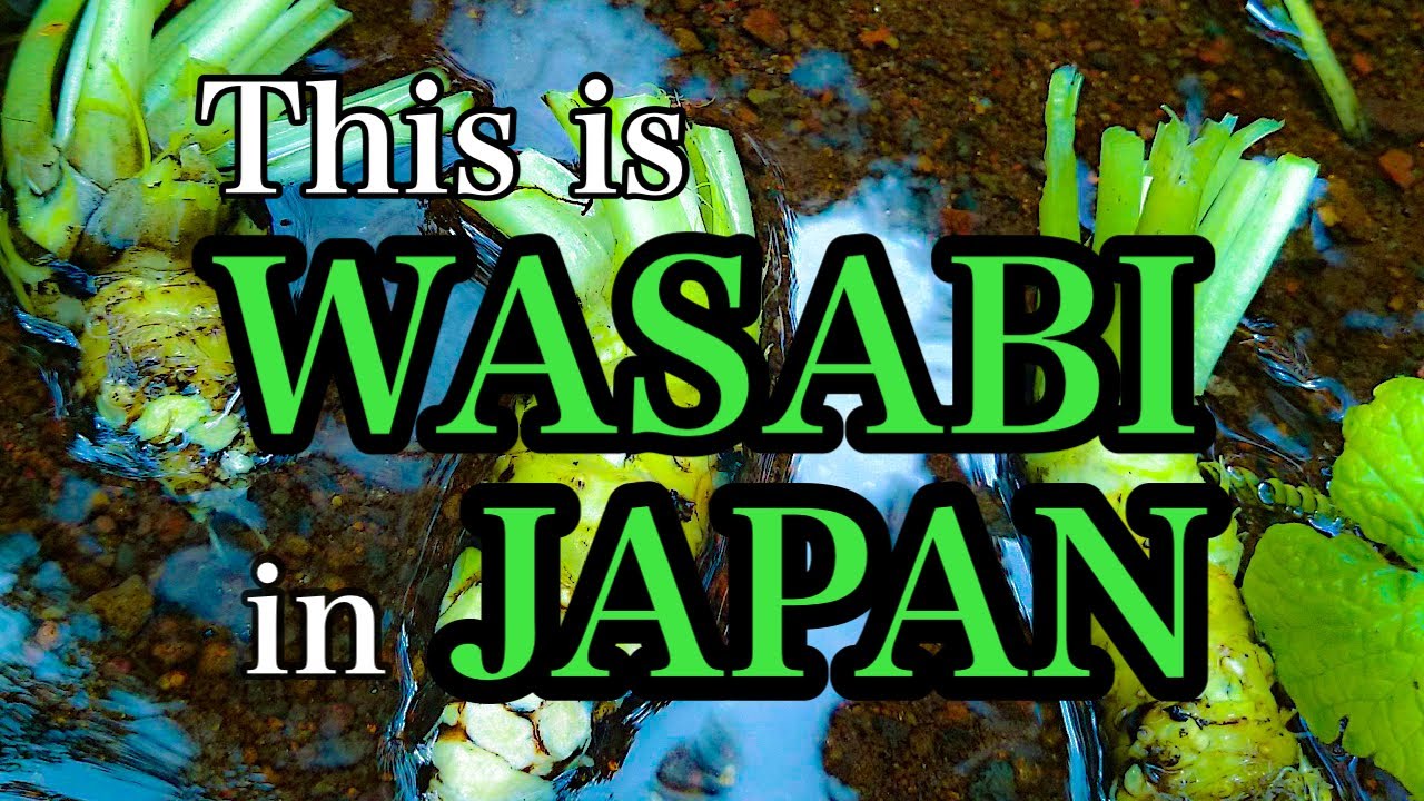 【わさび山篇その22】This is WASABI in Japan（Shizuoka）日本のワサビ【Japanese Horseradish