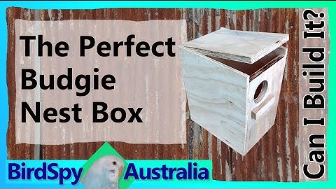 The Perfect Budgie Box | Can I Build It? Episode 02
