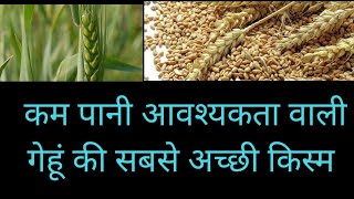 असिंचित भूम के लिए गेहूं की उन्नत किस्में//wheat crop top verity