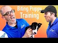 How To Prevent Your Puppy From Biting - Professional Dog Training Tips