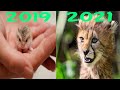 Animal transformation new Trending | I Got Guns In My Head And They Won&#39;t Go Animal