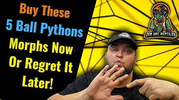 5 Ball Python Morphs You Should Hurry & Buy While the Price Is Low!