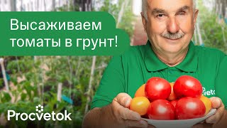 ЛУЧШИЙ СПОСОБ ПОСАДКИ ТОМАТОВ В ТЕПЛИЦУ! Посадите так и урожай будет некуда девать